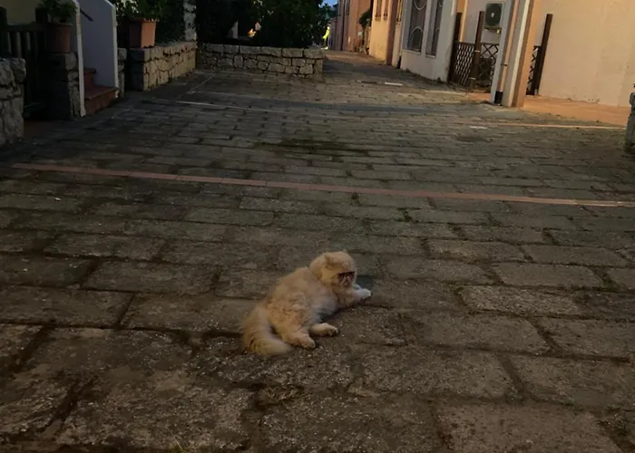 Club Esse Capo D'orso Lejlighedshotel 3*